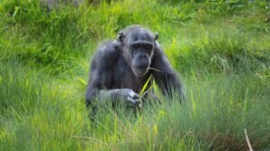 all-inclusive uganda gorilla tours for australian travelers