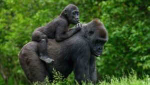 Endangered mountain gorillas tracked inside the Bwindi Impenetrable National Park canopy