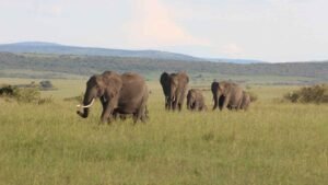 East Africa Safari Packages