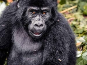 East Africa Safari Packages

