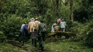 eco-friendly bwindi gorilla trekking & cultural safaris