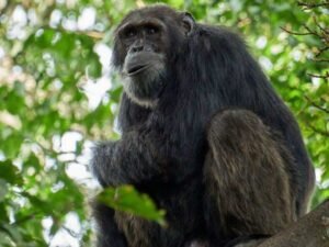 bwindi gorilla and kibale chimpanzee trekking itineraries