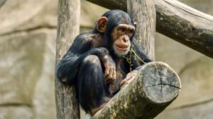 Wild chimpanzee tracking and habituation experiences inside Kibale Forest National Park
