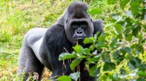 gorilla trekking safaris uganda gorilla trekking uganda packages Bespoke mountain gorilla trekking safaris in Bwindi Impenetrable National Park Uganda