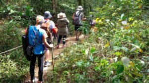Tourists wearing face masks tracking wild mountain gorilla families with UWA rangers
