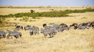 custom east africa safari tours from houston