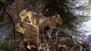 Private extended 4x4 land cruiser tracking tree climbing lions on East Africa safari