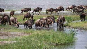 Wildebeest herd executing dramatic Mara River crossing during Great Migration in Kenya