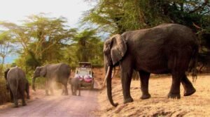 london to entebbe gorilla safari packages Country Sights Tours private 4x4 safari land cruiser tracking wildlife in Uganda