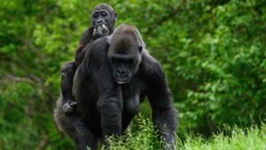 A crisp, close-up wildlife photograph of a baby mountain gorilla swinging playfully on a thick forest vine, while its mother rests quietly in the lush green foliage background.