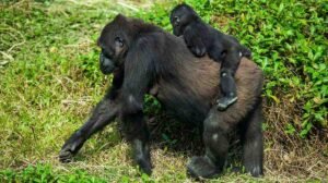 Endangered mountain gorillas tracked inside the Bwindi Impenetrable National Park canopy