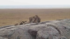 Tanzania Packages Country Sights Tours private 4x4 safari cruiser tracking lions on Serengeti plains