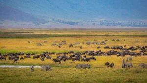 Private big game safari drives inside the volcanic Ngorongoro Crater floor Tanzania