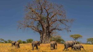 tanzania safari package Massive wild elephant herds beneath ancient baobab trees in Tarangire National Park