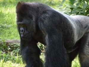 gorilla trekking uganda vs rwanda