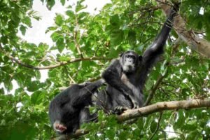 Close up portrait of a wild chimpanzee alpha perched on a mossy jungle branch during a premium chimpanzee trekking uganda habituation tour