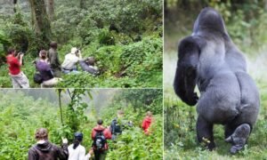 gorilla trekking uganda