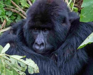 gorilla trekking uganda