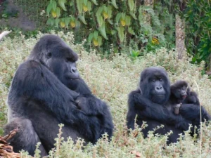 gorilla trekking uganda