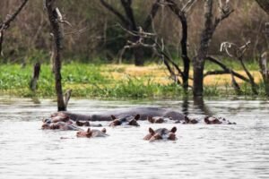 A massive pod of wild hippopotamuses wallowing in the river during a luxury boat launch cruise along the Kazinga Channel
