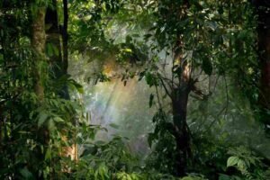 Misty green tropical rainforest canopy of Kibale National Park in Uganda highlighting premier chimpanzee trekking uganda safari routes