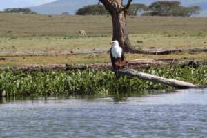 A wild kingfisher bird perched on a branch near pristine breeding corridors during a premium jinja adventure packages nature loop