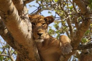 A wild African lioness resting high up on a thick sycamore fig tree branch during a professional queen elizabeth national park tour