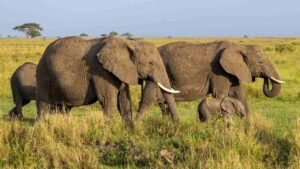 Wide angle landscape view of wild big game animals migrating across open acacia grasslands during an authorized savanna safari in Uganda