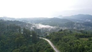 Bwindi Impenetrable National Park