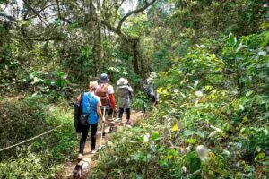 Gorilla Habituation Experience