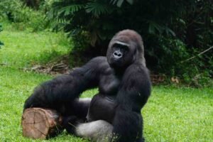Gorilla Trekking Permits Uganda