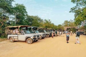 Select Trustworthy Tour Operators for Bwindi Gorilla Safaris