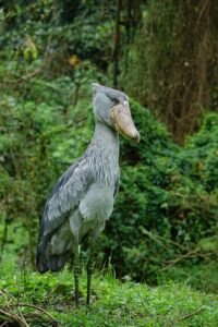 Uganda Birding Safaris