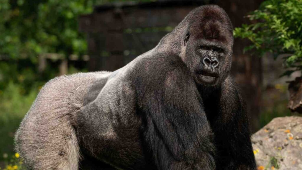 gorilla trekking uganda vs rwanda
