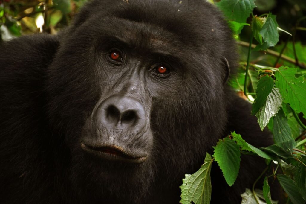 A close-up shot of a gorilla surrounded by lush green foliage, showcasing its intense expression.