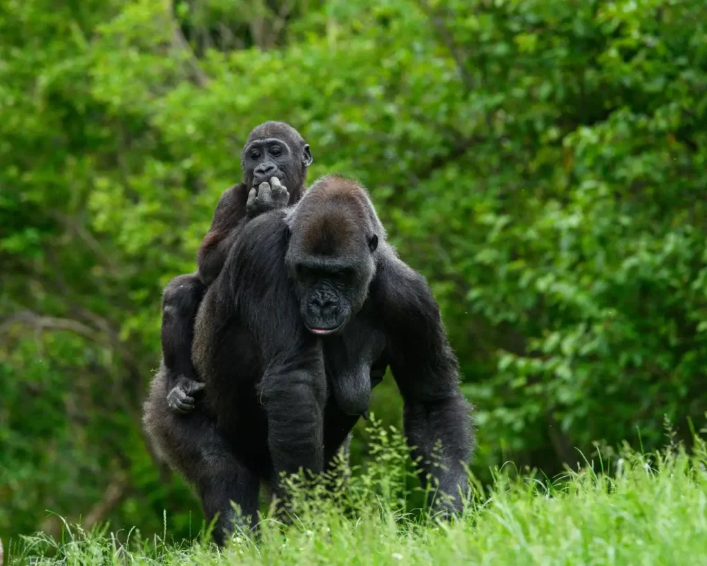 Gorilla Permits in Uganda
